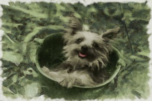 Cães de guerra - Smoky uma pequena Yorkshire Terrier que salvou 250 soldados na Segunda Guerra Mundial 