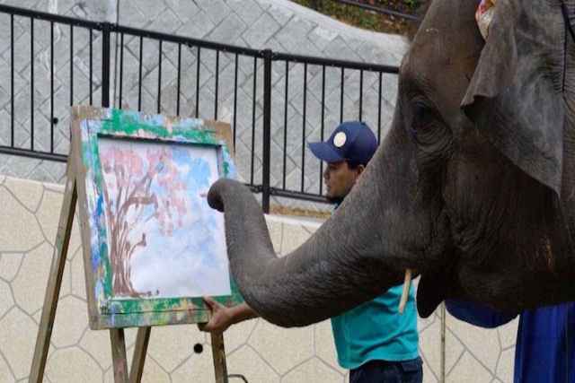 Elefanta artista demonstra seu talento nico, pintando uma cerejeira em flor