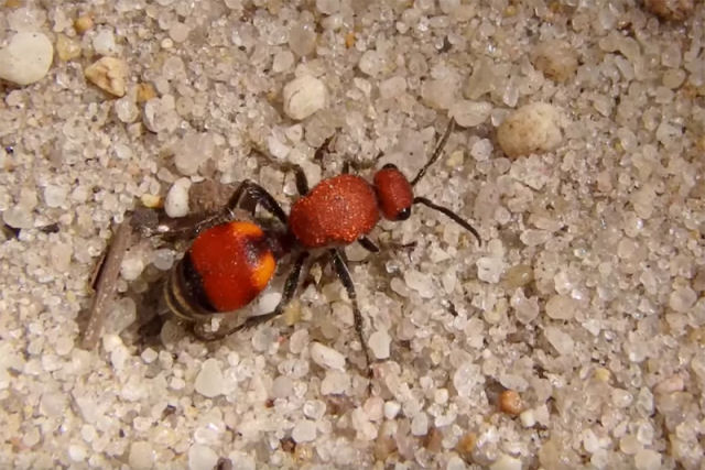 A picada desta vespa  to dolorosa e sua pele  to dura que ficou sem predadores naturais