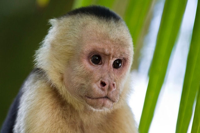 Macacos panamenhos do sinais de ter iniciado sua prpria Idade da Pedra