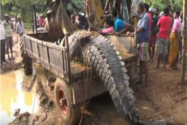 Crocodilo gigante  resgatado depois de ficar preso em um canal, enquanto procurava por comida