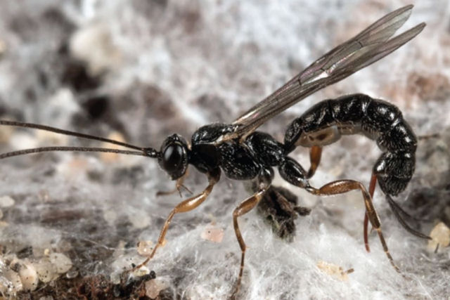 Nova espcie de vespa amaznica tem um ferro gigantesco que injeta ovos ao picar