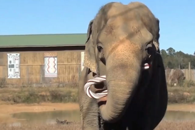 Confeiteiro faz uma bengala doce enorme para uma elefanta idosa