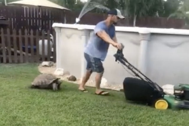 Tartaruga surpreendentemente rpida persegue seu humano cortando grama