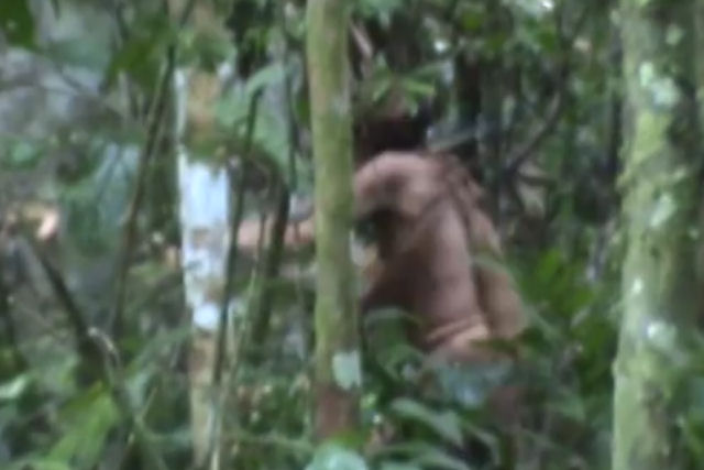 Funai registra imagens do nico sobreviviente de uma tribo amaznica