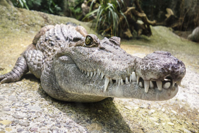 Crocodilo morde o braço de um domador em pleno espetáculo na Tailândia