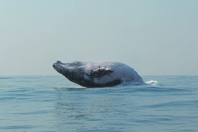 Uma baleia de 40 toneladas salta do oceano como se fosse um golfinho