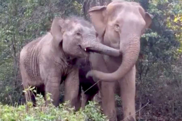 Elefantinho se reúne com a mãe anos depois de ser sequestrado