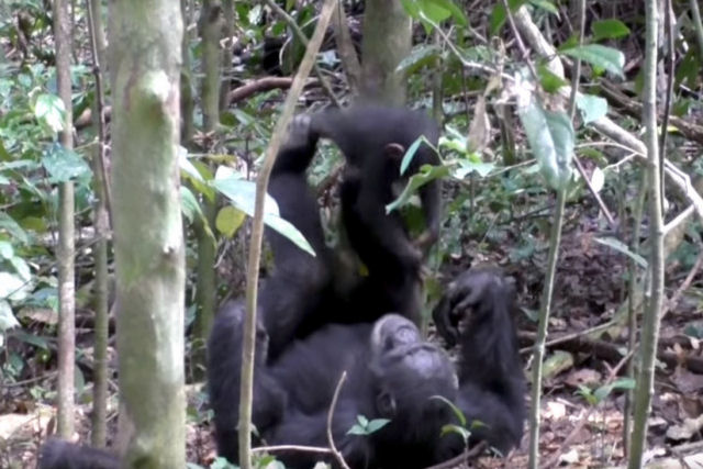 Chimpanz brinca de aviozinho com um beb e at simula uma turbulncia
