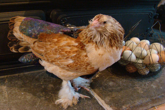 O surpreendentemente negcio bem sucedido de fraldas de luxo para galinhas