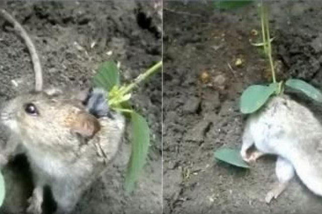 Descobrem uma ratazana com uma planta sobre as costas<br />
