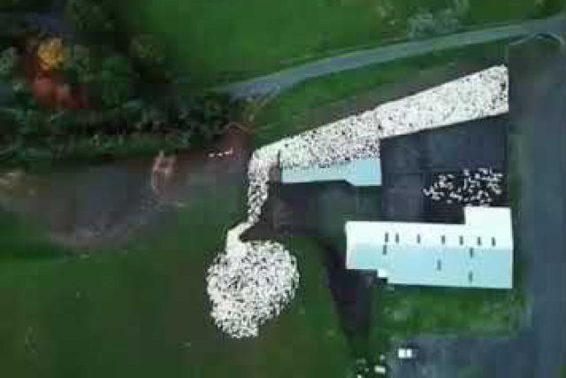 O hipntico trabalho de um co pastor com suas ovelhas a vista de drone