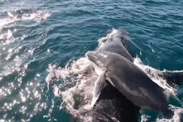O momento em que um grupo de golfinhos defende uma baleia e sua cria do ataque de machos