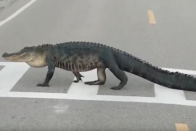 Crocodilo cruzando a faixa de pedestres