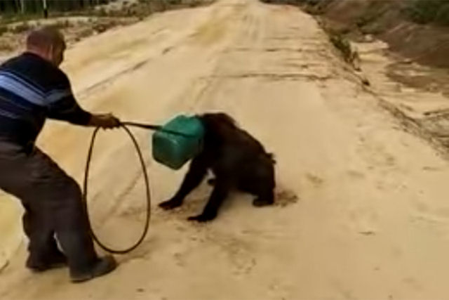 Procuram um urso que perambula com a cabea dentro de um tambor de plstico