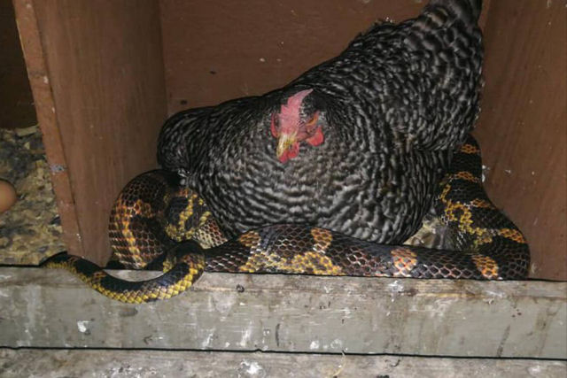 Inslito: Por que esta galinha est chocando uma cobra?
