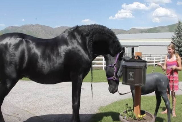 Cavalo faz amizade com uma esttua de plstico que se parece a uma verso menor dele