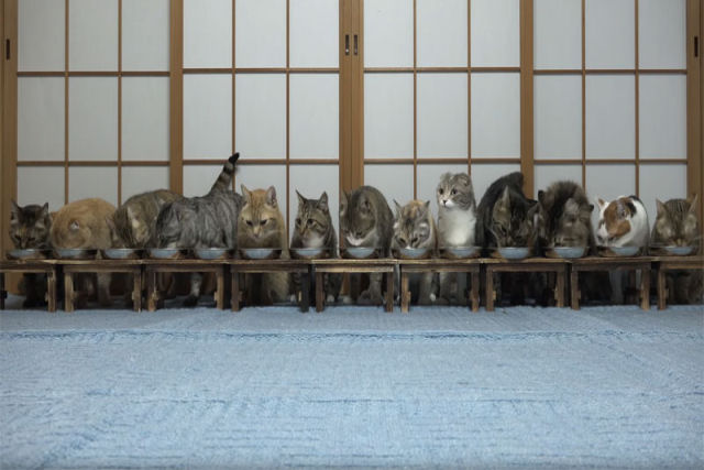 13 gatos estavam todos comendo em harmonia quando de repente...