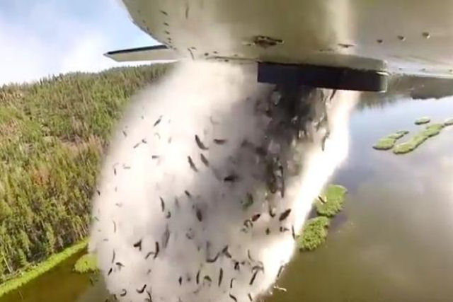 A surpreendente forma de repovoar os lagos em Utah: lanando milhares de alevinos de um avio