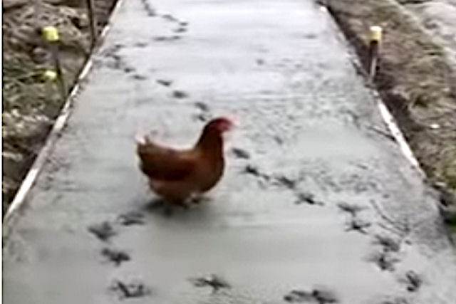 Para desespero do pedreiro, uma galinha desobediente deixa suas pegadas em uma calada recm pavimentada