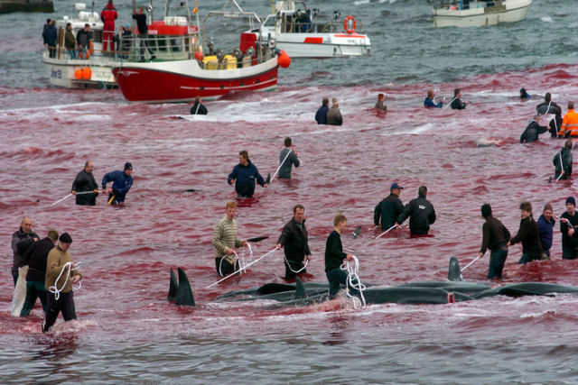 Transmitem ao vivo o novo massacre de cetceos em as ilhas Faro
