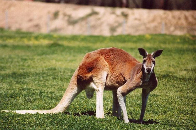 H um canguru perdido na ustria (no na Austrlia) e ningum sabe de onde veio