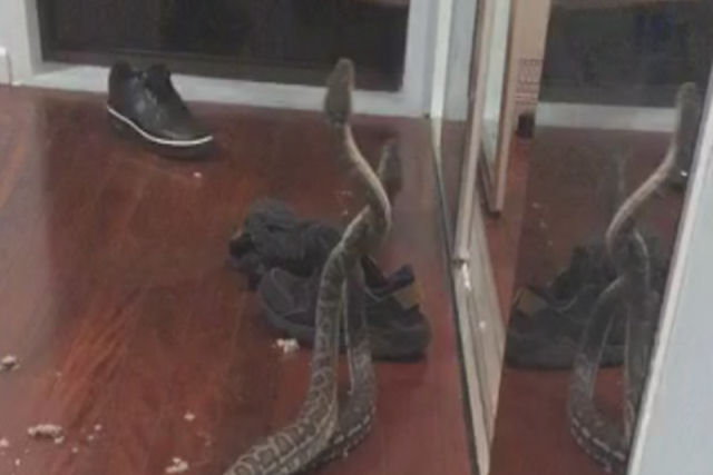 A luta encarniada entre duas cobras que acabam de cair do teto de uma casa na Austrlia