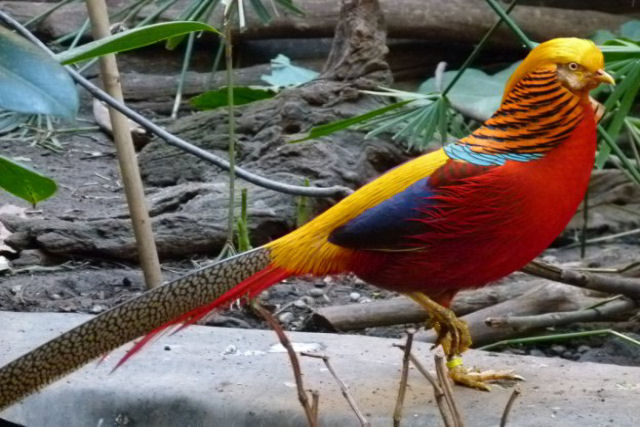 As 10 aves mais belas do mundo