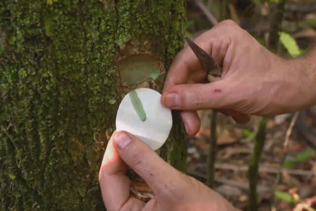 Uma rvore rara da floresta tropical que sangra metal e pode ajudar a recuperar solos contaminados