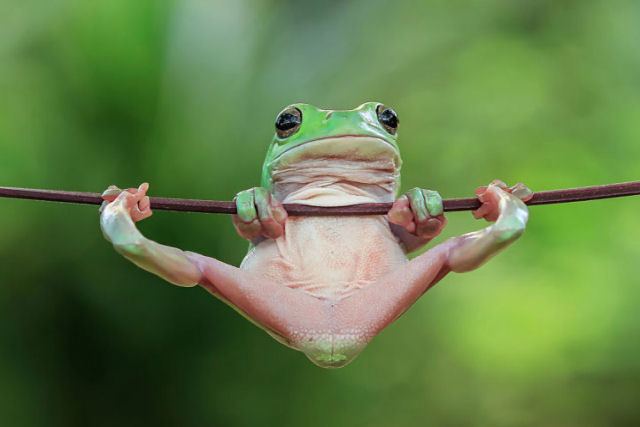 Os engraados finalistas doconcurso de Fotografia Cmica de Vida Selvagem deste ano