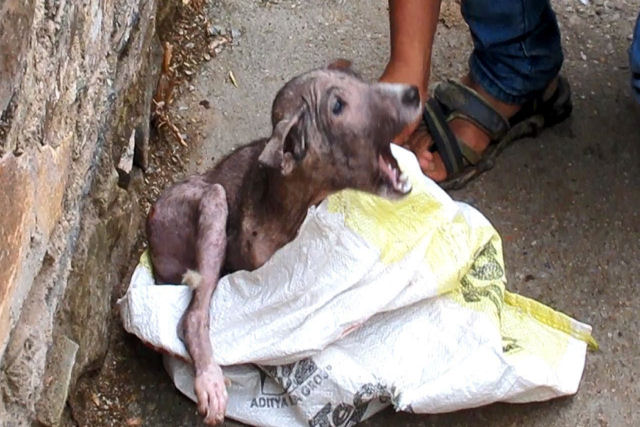 A inacreditável mudança de um cãozinho resgatado 