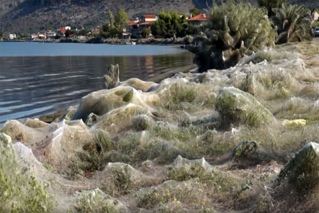 Por que uma praia da Grcia amanheceu coberta com mais de 300 metros de teia de aranha?