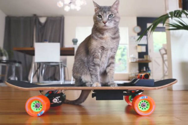 Que tal construir um skate eltrico para seu gato?