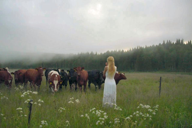 Artista usa a antiga chamada de pastoreio escandinavo para invocar o rebanho de gado no pasto