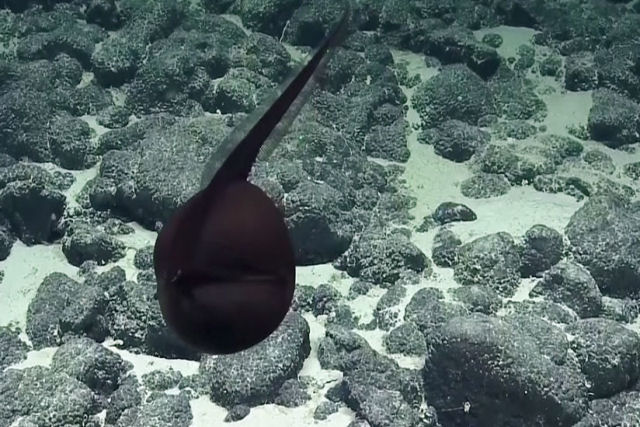 De outro mundo: Acham um estranho peixe com boca enorme nas guas profundas do Hava