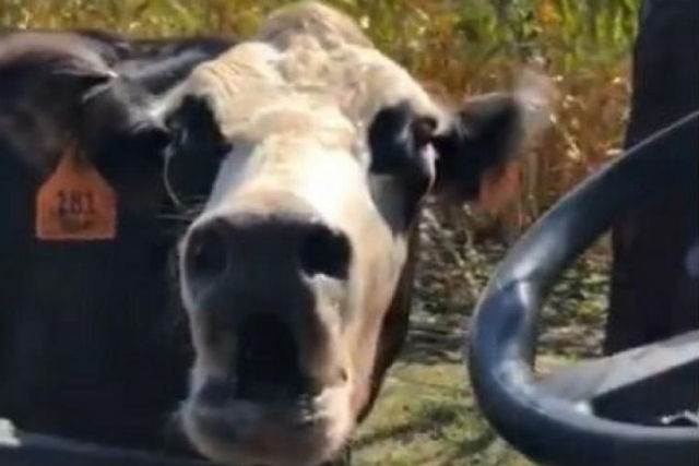 Me  me: homem leva um corrido de uma vaca protetora ao tentar marcar seu bezerro