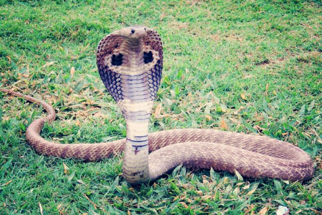 Indiano fica chapado ao deixar cobras venenosas pic-lo na lngua