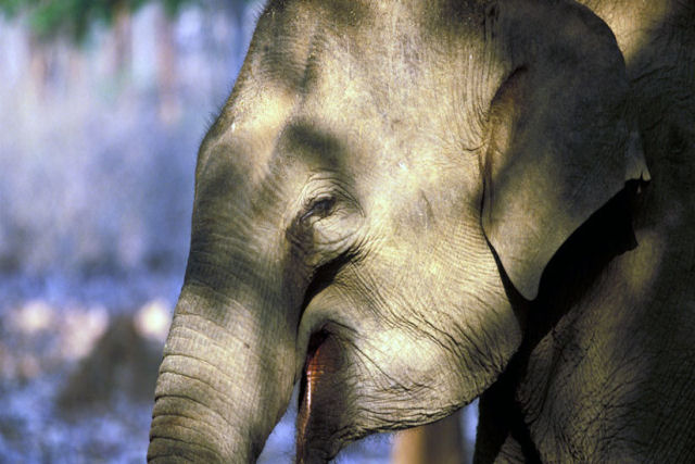 Elefantes acorrentados cambaleiam durante as preparaes para um festival indiano