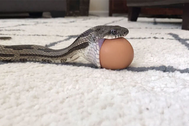 O longo e delicado processo realizado por uma cobra para comer um ovo de galinha sem quebr-lo