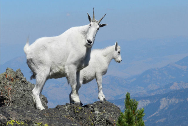 Evacuam centenas de cabras viciadas em urina humana de um parque nacional nos EUA
