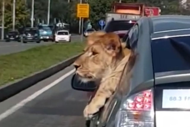 Gravam um leo passeando de carro em pleno centro de uma cidade russa