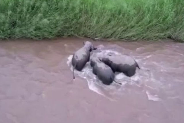 Trs elefantes adultos resgatam um filhote arrastado por um rio
