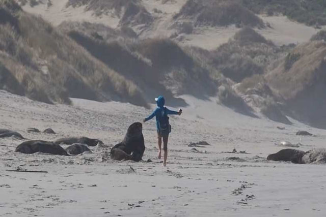 Esta turista  um exemplo do que voc no deve fazer se encontrar um lobo marinho na praia