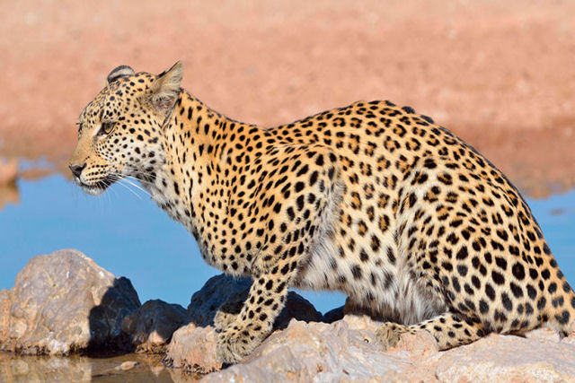 Tenta salvar um leopardo ferido, mas algo deu terrivelmente errado