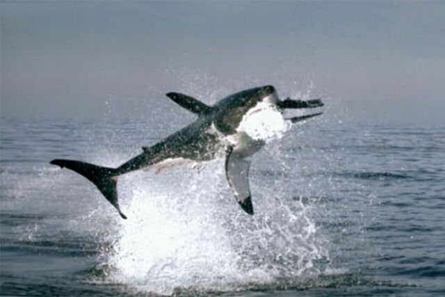 12 anos depois, este clipe de um grande tubaro-branco ainda continua dando calafrios