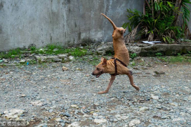 Uma tenaz cadelinha sem patas traseiras, que aprendeu a correr apenas com as dianteiras