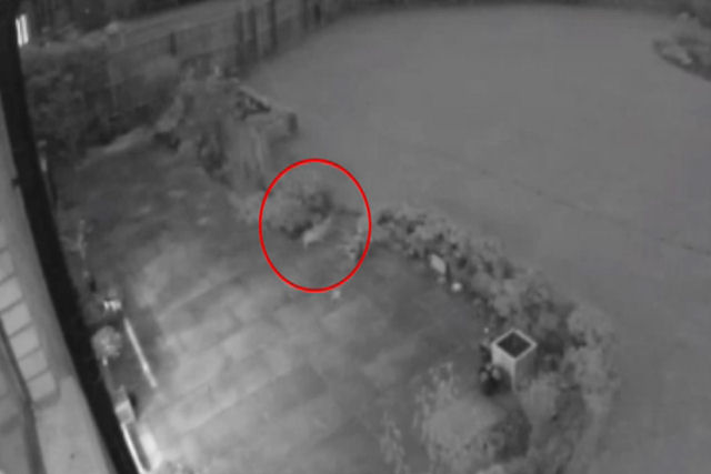 Gato fantasma passeia por um ptio segundos antes de desaparecer