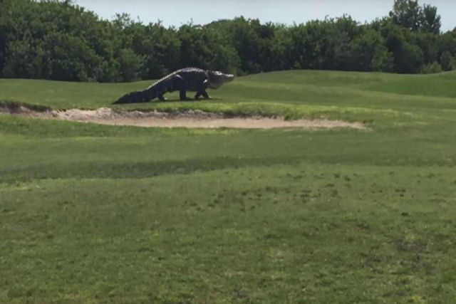 Um monstro de quase 5 metros volta a passear por um campo de golfe na Flrida