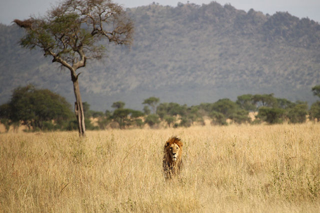 Leo escalador sobe em uma rvore para roubar o almoo de um leopardo