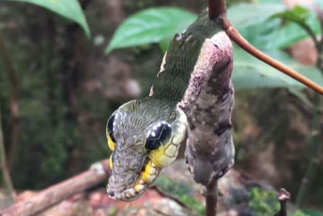Esta lagarta de mariposa astuta imita uma cobra quando se sente ameaada